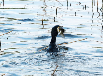Swan swimming in lake