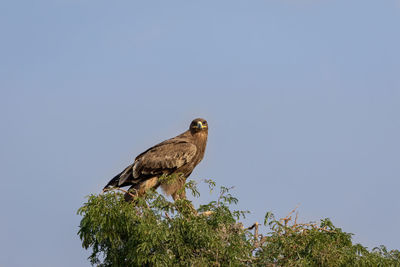 Low angle view of eagle perching on tree against sky
