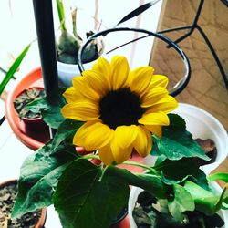 Close-up of sunflower blooming in potted plant