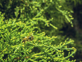 Close-up of bee on plant