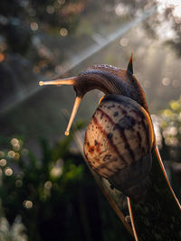 Close-up of snail on tree