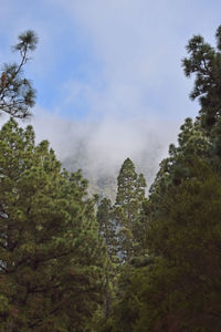 Trees in forest against sky