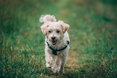 Dog running in a field