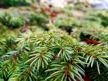 Close-up of pine tree