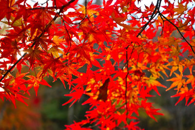 Close-up of maple leaves on tree