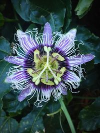 Close-up of purple flower blooming outdoors