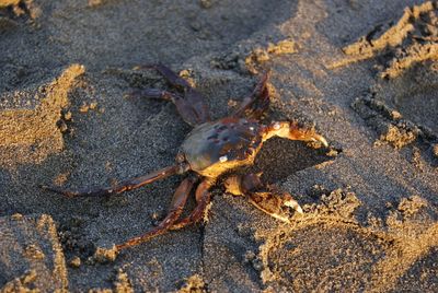 High angle view of crab on sand