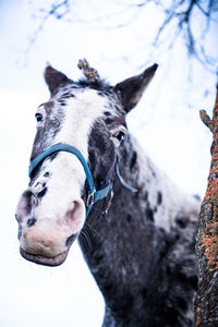 Close-up of a horse