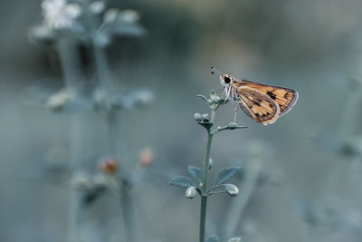 Close-up of butterfly pollinating on flower