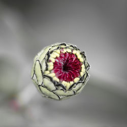 Close-up of rose on white background