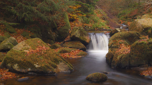 Scenic view of waterfall in forest