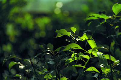Close-up of green leaves on plant