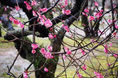 Close-up of pink flowers on branch