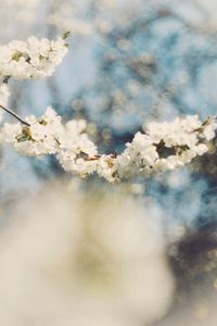 Close-up of white cherry blossom plant