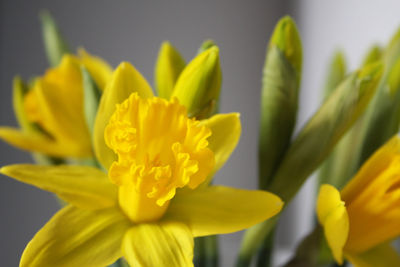 Close-up of yellow flowers blooming outdoors