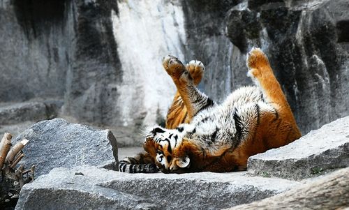 Tiger resting on rock