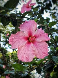 Close-up of pink hibiscus flower