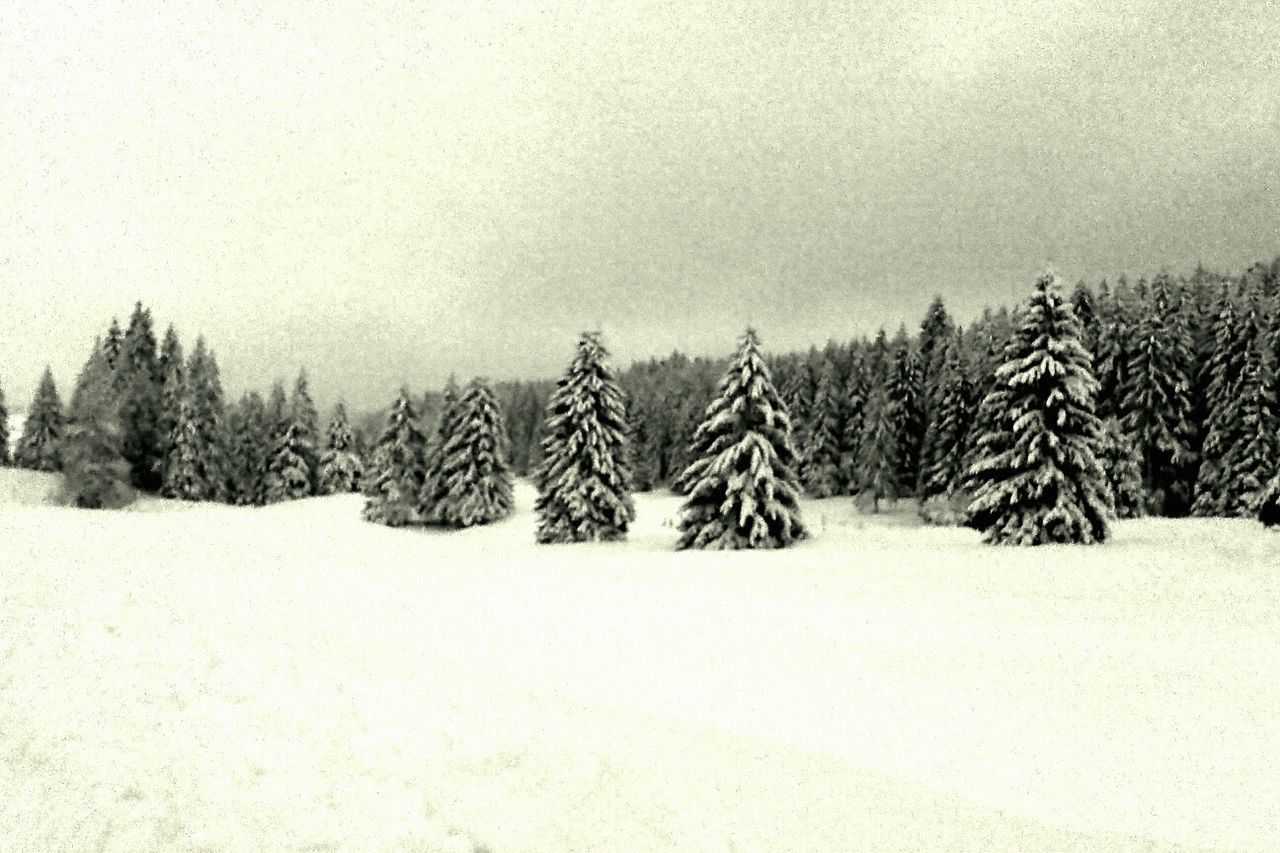 snow, winter, cold temperature, tranquility, tranquil scene, landscape, tree, weather, season, scenics, nature, beauty in nature, bare tree, clear sky, copy space, covering, field, sky, non-urban scene, white color