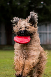 Close-up of dog sticking out tongue on field