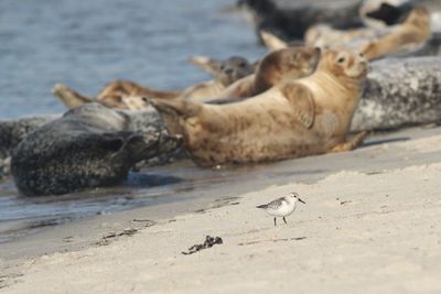 Sheep on beach