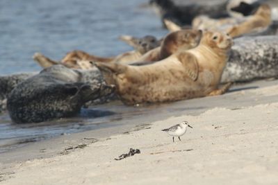 Seals and seagulls on beach