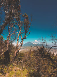 Bare tree on landscape against blue sky