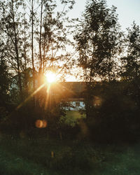 Sunlight streaming through trees during sunset