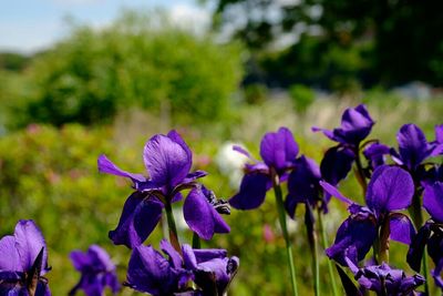 Close-up of purple flowers