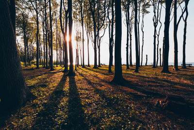 Sunlight streaming through trees in forest