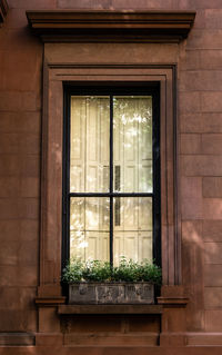 Potted plant against window of building