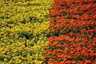 High angle view of flowering plants on field