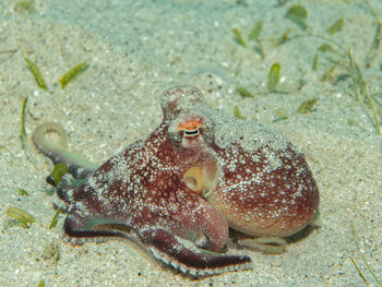 Amphioctopus burryi, the brownstripe octopus