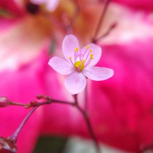 Close-up of flower blooming outdoors