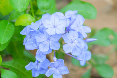 Close-up of purple flowers blooming