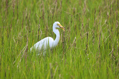 Bird on a field