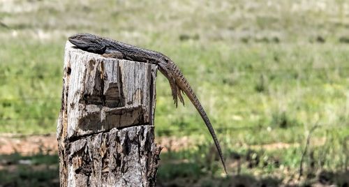 Close-up of lizard on tree trunk