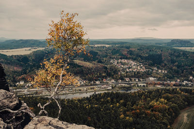 Scenic view of tree by mountain against sky