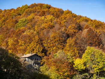 Chalet in a woodland in autumn