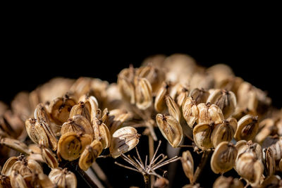 Close-up of wilted flowers against black background