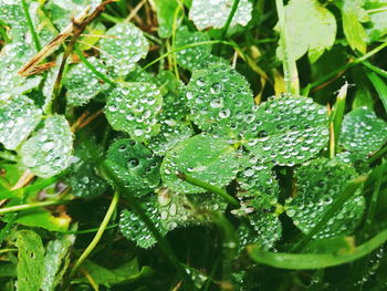 Close-up of wet plant