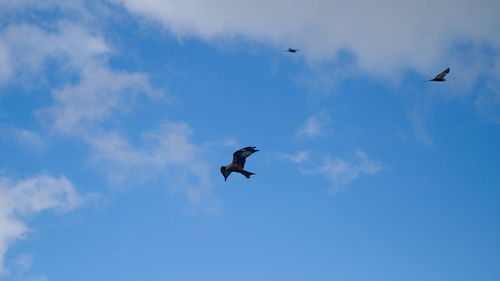 Low angle view of bird flying in sky