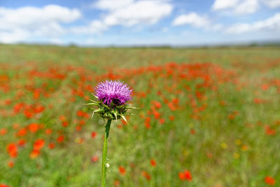 Close-up of coneflowers blooming on field against sky