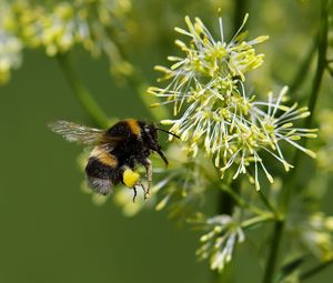 Close-up of insect