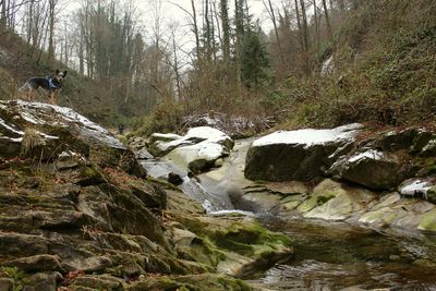 Scenic view of river in forest against sky