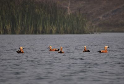 Ducks swimming in lake