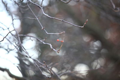 Close-up of berries growing on tree