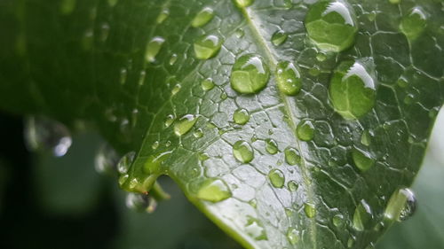 Close-up of raindrops on leaf