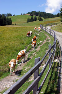 Marching cows on alpine pasture along fence