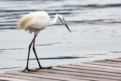 White bird perching on a lake