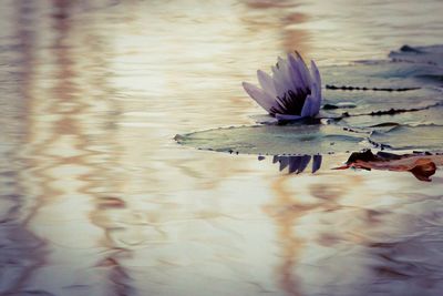 Trees in water